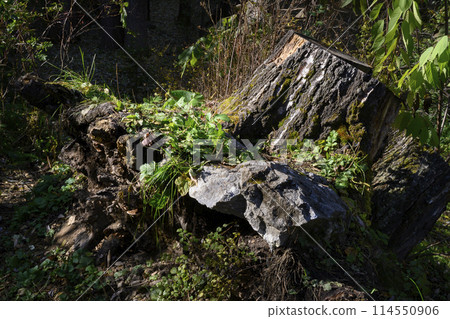 A stump with a root and a stone of a tree torn out of the ground in the forest 114550906