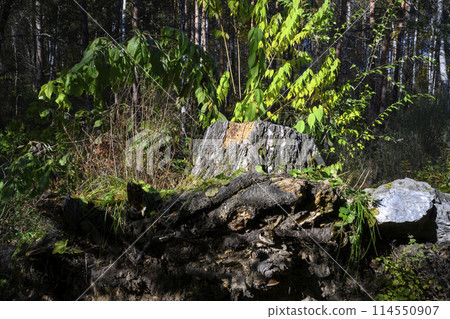 A stump with a root and a stone of a tree torn out of the ground in the forest in early autumn 114550907