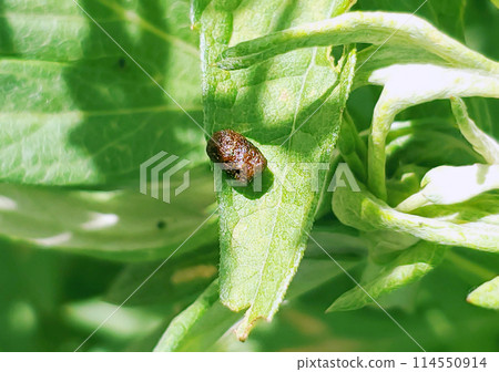 Droppings from the larvae of the brown-eared moth Droppings from the larvae of the brown-eared moth 114550914
