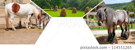 Portraits of horses in a stall and in a pasture. Collage. free space for text. Wide photo. Portraits of horses in a stall and in a pasture. Collage. free space for text. Wide photo. 114551205