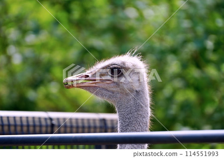 鴕鳥（札幌市圓山動物園） 114551993
