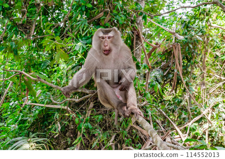 monkey is sitting on tree in natural forest of Thailand monkey is sitting on tree in natural forest of Thailand 114552013