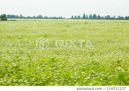 Field of green grass 114552137