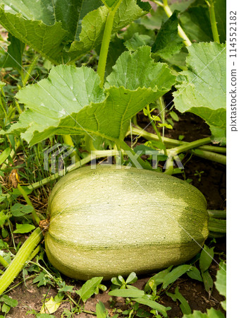 Green pumpkin in leaves 114552182