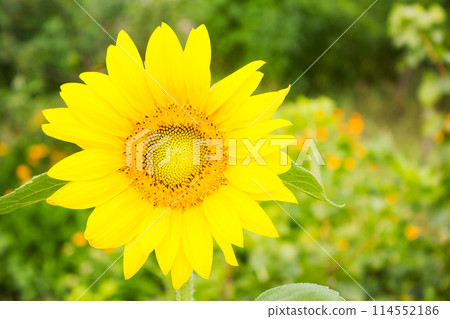 Beautiful yellow sunflower closeup Beautiful yellow sunflower closeup 114552186