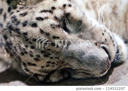 Sapporo City Maruyama Zoo Asia Zone Polar Zone House Snow Leopard Sapporo City Maruyama Zoo Asia Zone Polar Zone House Snow Leopard 114552207