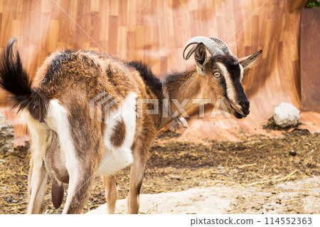 Goat in the village 114552363