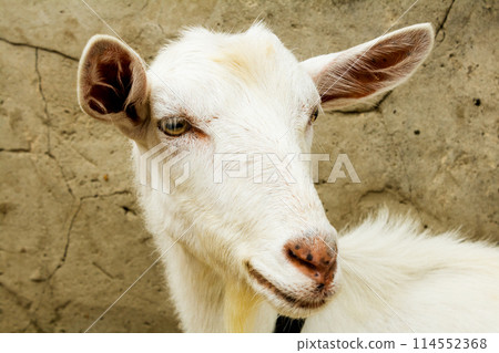 Goat in the village 114552368