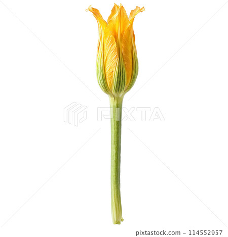 Zucchini blossoms with delicate petals and stems in scattered pattern Food and culinary concept 114552957