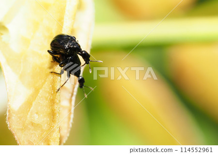 Small black leaf weevil (pair) Small black leaf weevil (pair) 114552961