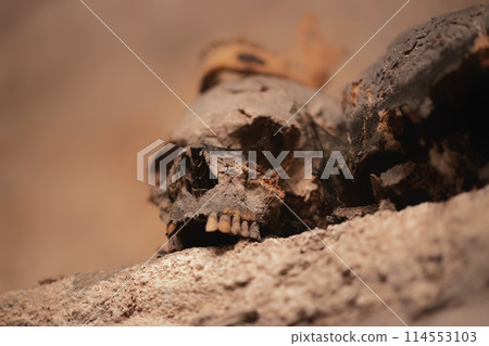Ancient skull uncovered in catacomb depths Ancient skull uncovered in catacomb depths 114553103