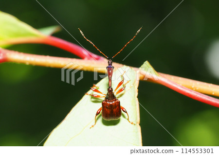 Beared beetle (male) Beared beetle (male) 114553301