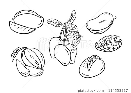 Tropical summer mango drawings in hand drawn doodle style. Monochrome vector contour sketchy illustration of sweet fruits on white background. Ideal for coloring pages, tattoo, pattern Tropical summer mango drawings in hand drawn doodle style. Monochrome vector contour sketchy illustration of sweet fruits on white background. Ideal for coloring pages, tattoo, pattern 114553317