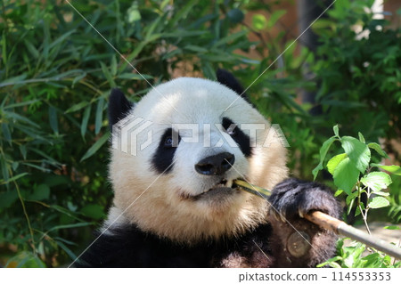 Panda eating bamboo on a tree Panda eating bamboo on a tree 114553353