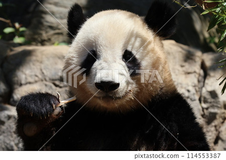 Panda to eat bamboo grass 114553387