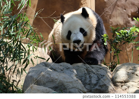 移動中的熊貓 114553388