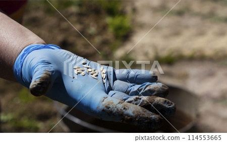 An experienced farmer holds seeds on his gloved hand. grow vegetables and flowers in garden concept. 114553665