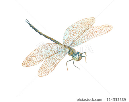 Dragonfly with golden wings. Summer flying insect. Damselfly in Art Nouveau style. Macro, perspective view. Watercolor illustration. For wedding invitations, birthday cards, label, decor 114553889