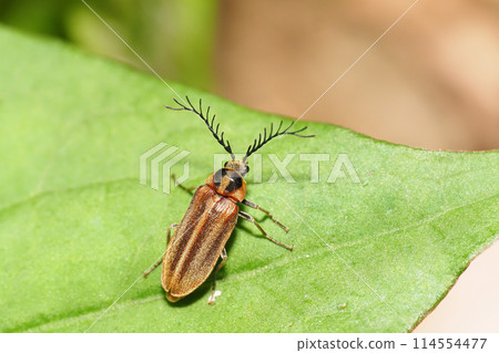 黑白海葵魚(男) 黑白海葵魚(男) 114554477