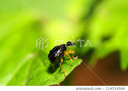 Small black leaf-weed (small leaf-weed) Small black leaf-weed (small leaf-weed) 114554564