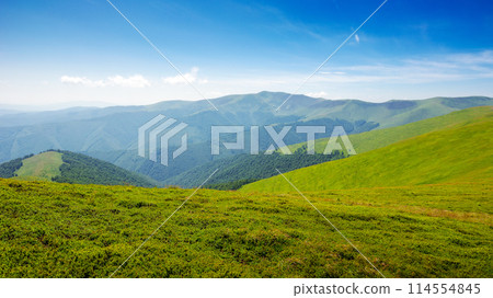 carpathian mountains of ukraine. nature landscape in summer. alpine grassy meadow of mnt. hymba on a sunny day. mnt. stij in the distance. popular travel destination of transcarpathia 114554845