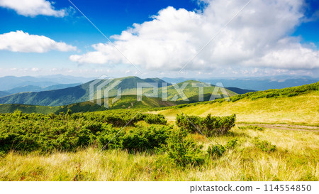 rolling nature landscape with alpine grassy meadow of chornohora ridge on a sunny day. carpathian mountain scenery of ukraine in summer. popular travel destination to the petros mountain 114554850
