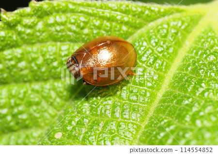 Maruunka Maruunka 114554852