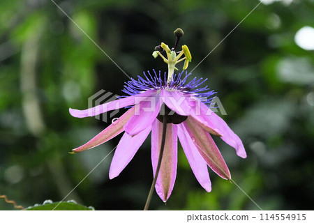 A beautiful passion flower with pale purple petals and sepals pointing downward and curling upward. A beautiful passion flower with pale purple petals and sepals pointing downward and curling upward. 114554915