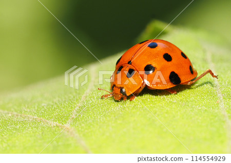 Black-tailed Tento 114554929