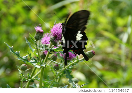 A butterfly dances on a thistle flower in a rural area A butterfly dances on a thistle flower in a rural area 114554937