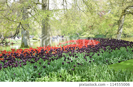 Keukenhof Garden ,Hollande, 26 April 2024. the largest tulip park 114555006
