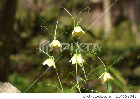 A cute Chinese fritillary with white straw-hat-like flowers and curled leaf tips. 114555043