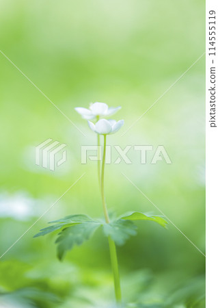 Nirinso Nirinso 114555119