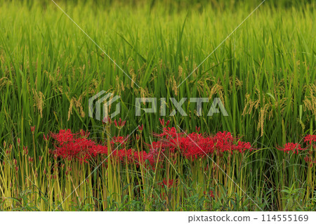 Red spider lilies blooming beside ripe rice ears 114555169