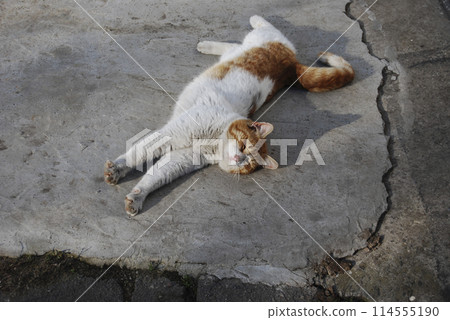 A white and red cat stretches out lying on its side.The cat's carefree and calm behavior. 114555190