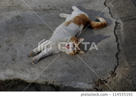 A white and red cat stretches out lying on its side.The cat's carefree and calm behavior. 114555191