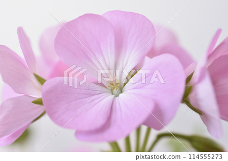 Geranium Geranium 114555273