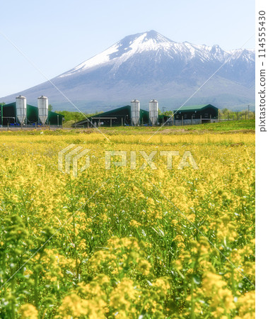 Rape flower field and Iwate Rape flower field and Iwate 114555430