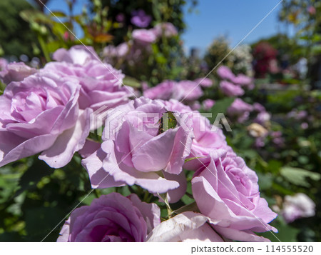 rose flower and honeysuckle rose flower and honeysuckle 114555520