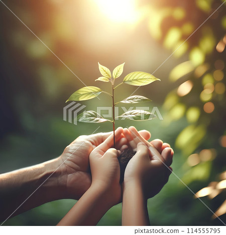 Hands of an adult child gently holding young green plant in soil, bathed in warm sunlight 114555795