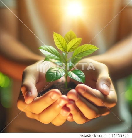 Hands gently holding young green plant in soil, bathed in warm sunlight 114555801