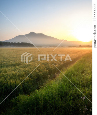 茨城縣：朝陽下閃耀的麥田和筑波山 114555888