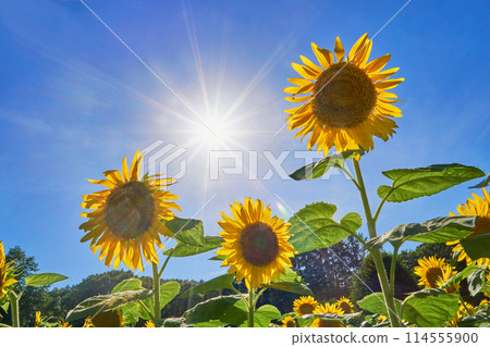 Sunflower blooming in the sunflower field 114555900
