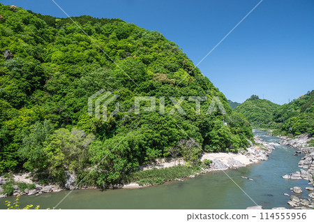 Fresh greenery on the Kizugawa River in Kasagi Town, Kyoto Prefecture 114555956