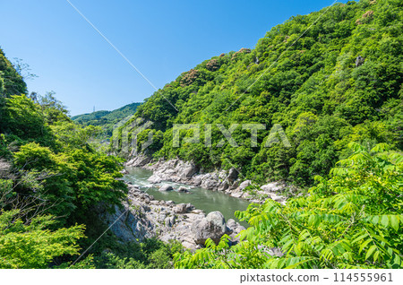 Fresh greenery on the Kizugawa River in Kasagi Town, Kyoto Prefecture 114555961