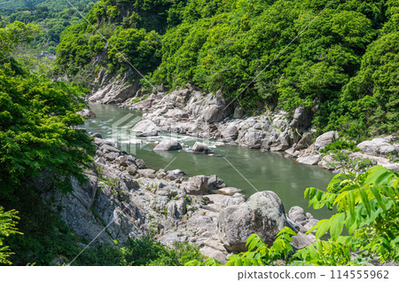 Fresh greenery on the Kizugawa River in Kasagi Town, Kyoto Prefecture 114555962