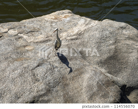 A grey heron resting on a Kameishi stone in the Yamato River A grey heron resting on a Kameishi stone in the Yamato River 114556070