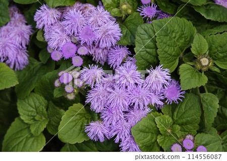 Small purple ageratum flowers blooming in spring Small purple ageratum flowers blooming in spring 114556087