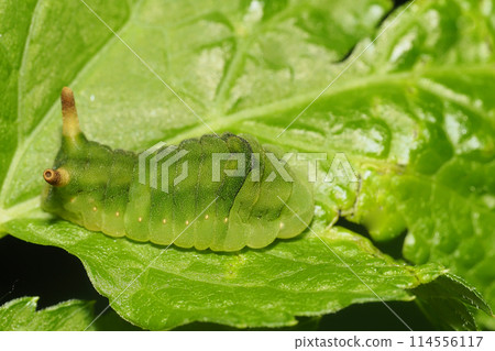 Prepupa of Uraginshijimi (left: buttocks; right: head) 114556117