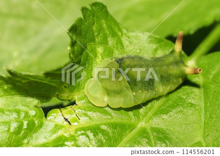 Prepupa of Uraginshijimi (left: head; right: buttocks) Prepupa of Uraginshijimi (left: head; right: buttocks) 114556201